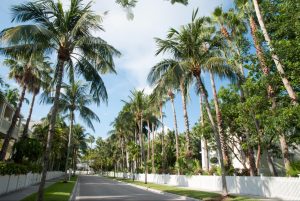 Beautiful Florida neighborhood lined by palm trees